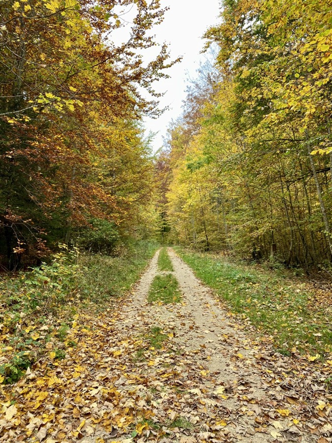 Herbstlicher Weg als Sinnbild für die Weiterentwicklung von VIOLONISTO