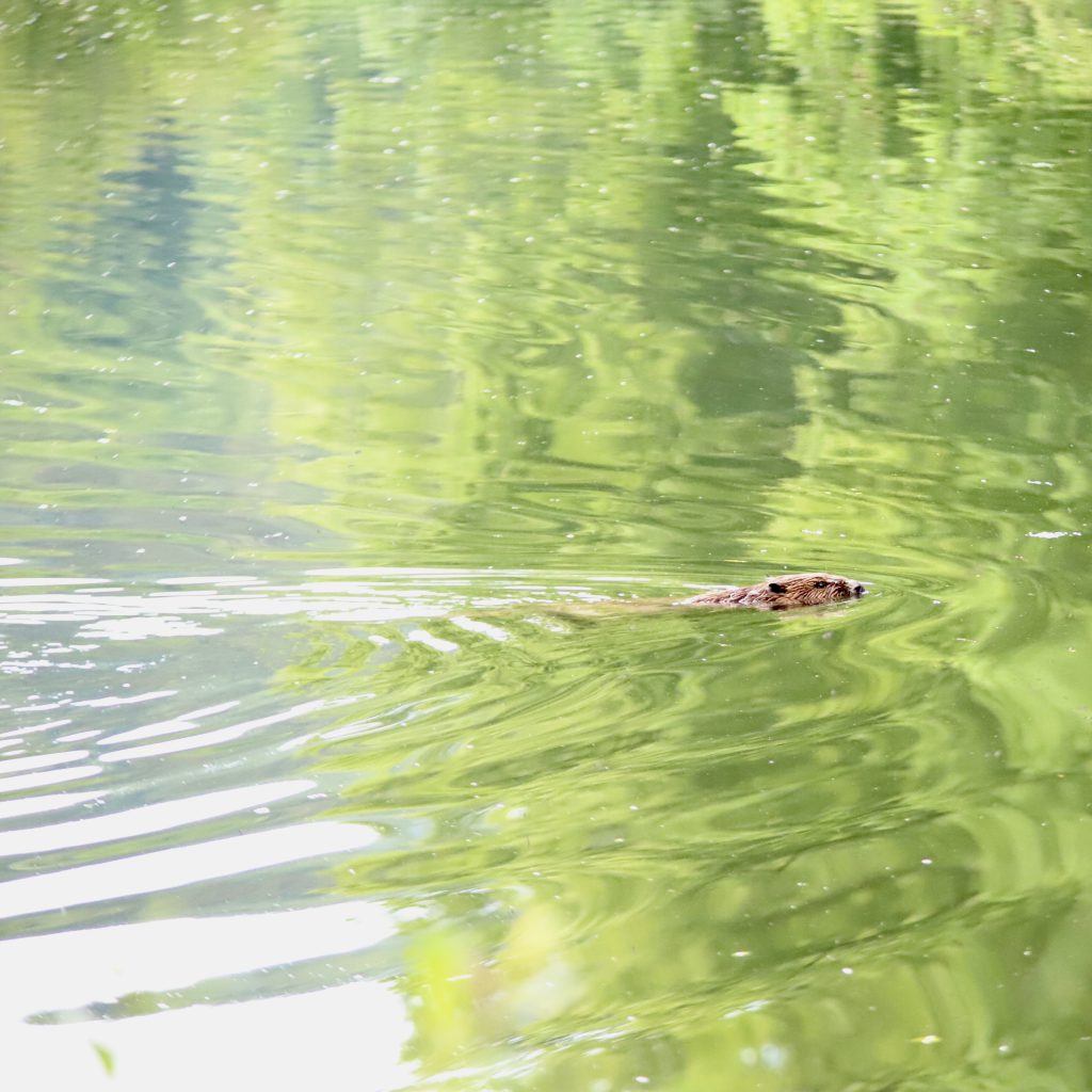 Wirkung – Leben im Wasser
