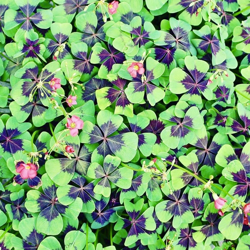 Blätter und Blüten