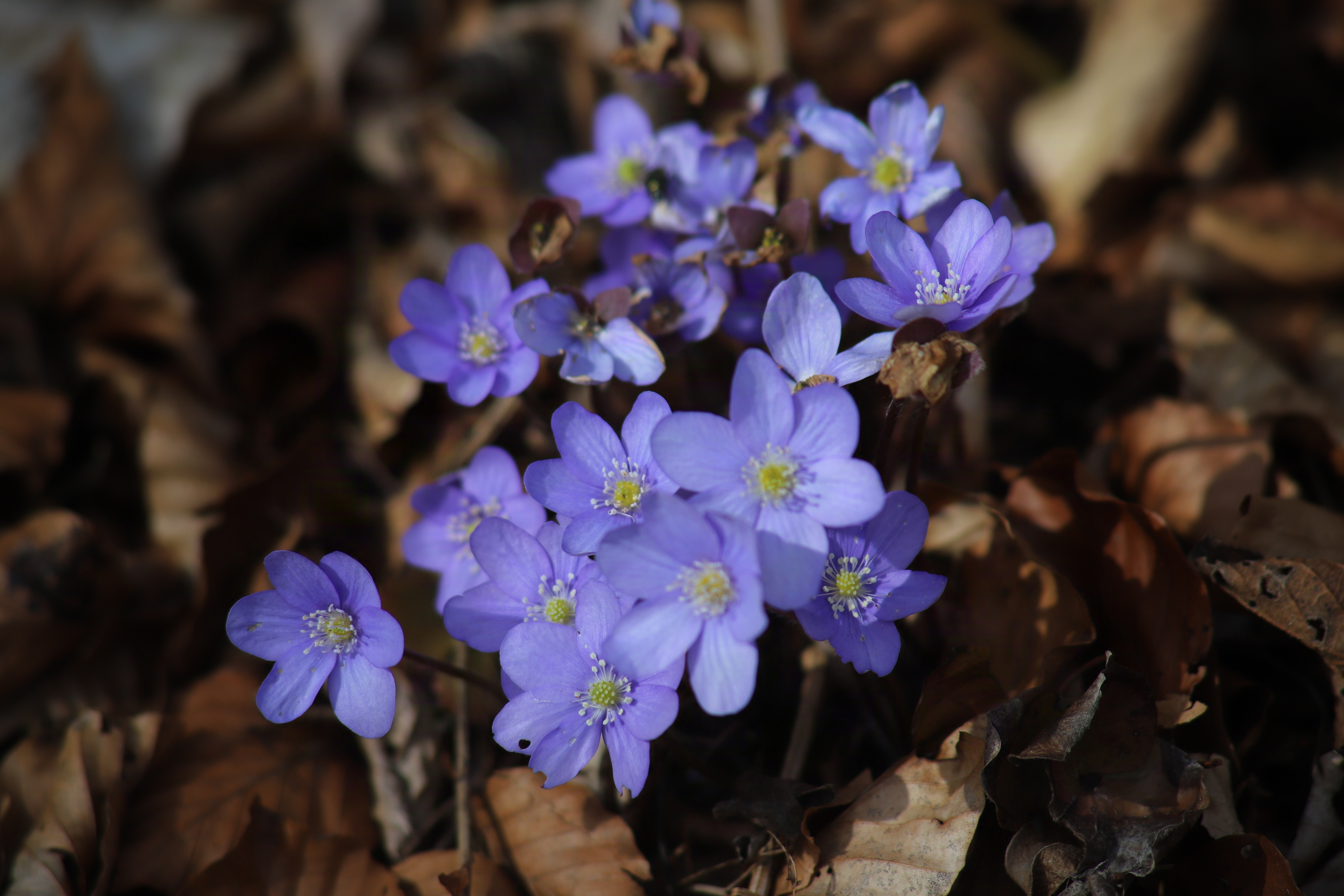 Leberblümchen auf dem Welschenberg