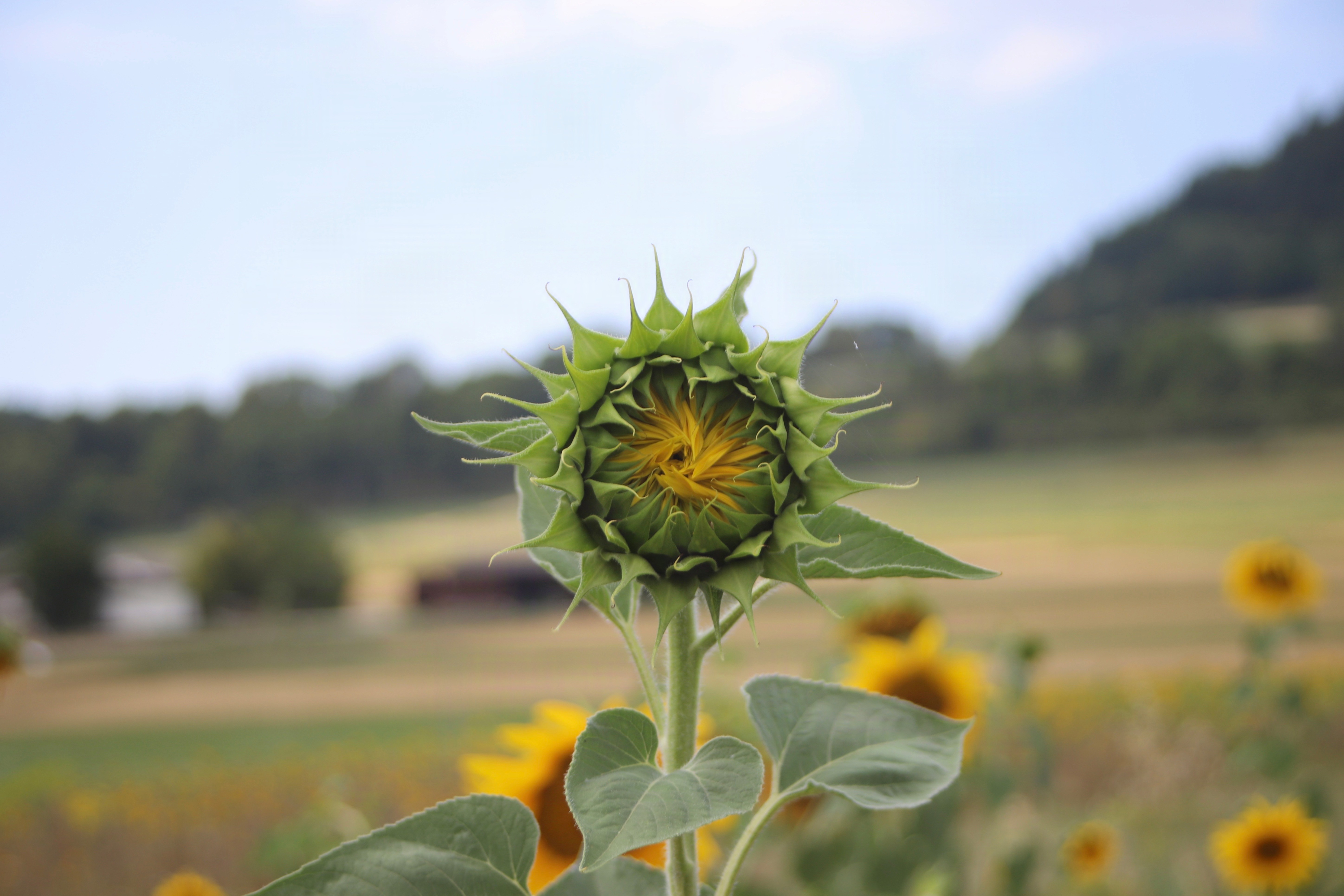 Eine Sonnenblume kurz vor ihrer vollen Blüte