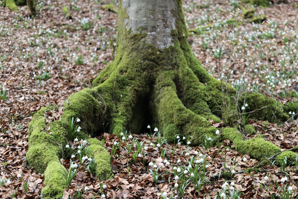 Baumwurzeln im Wald