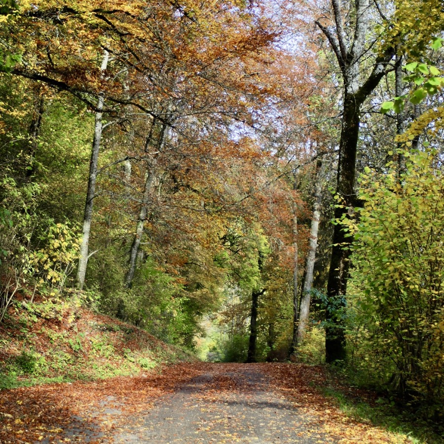 Herbstlicher Waldweg an der Oberen Donau