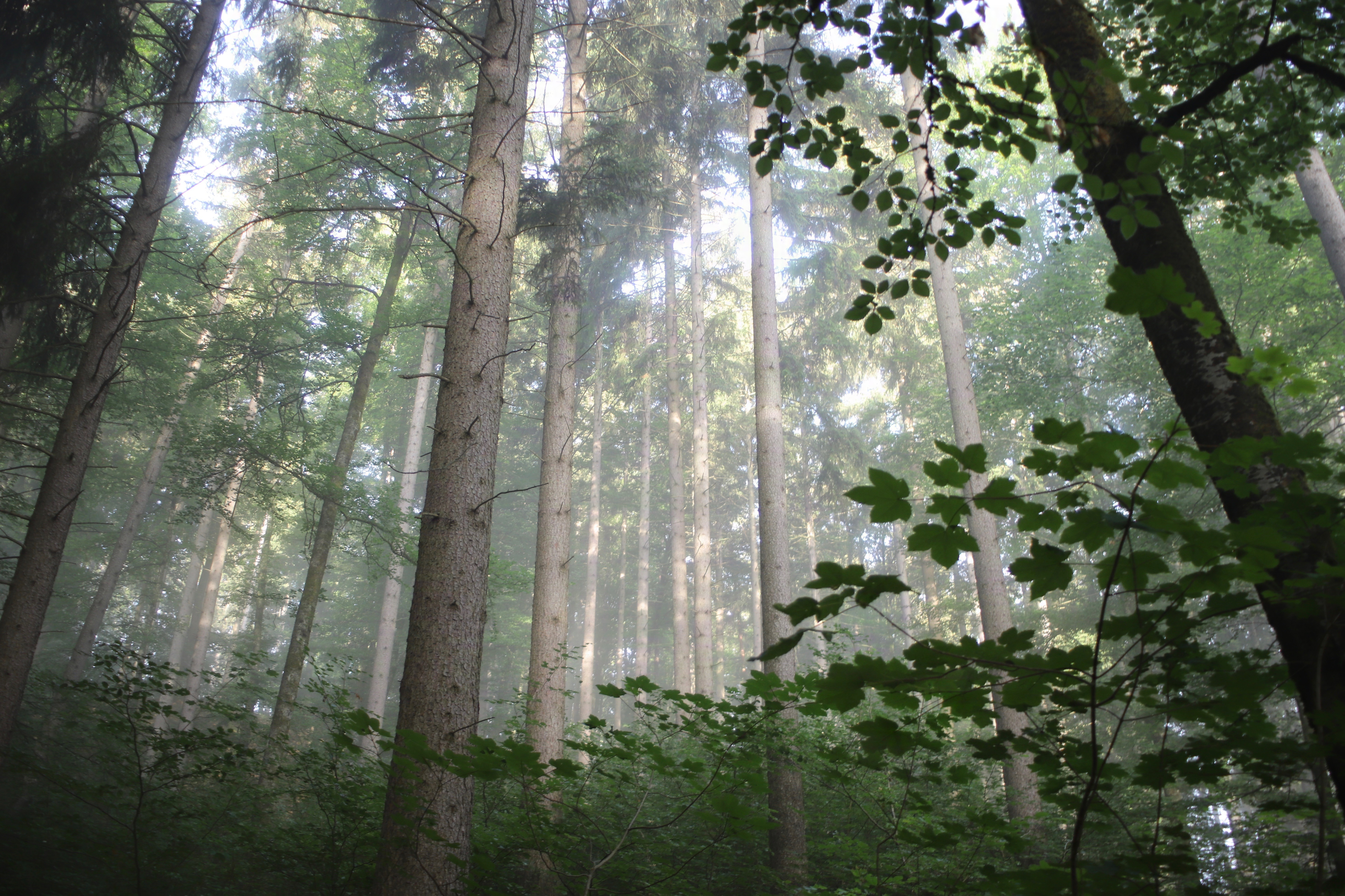 Mystischer Wald im Nebel